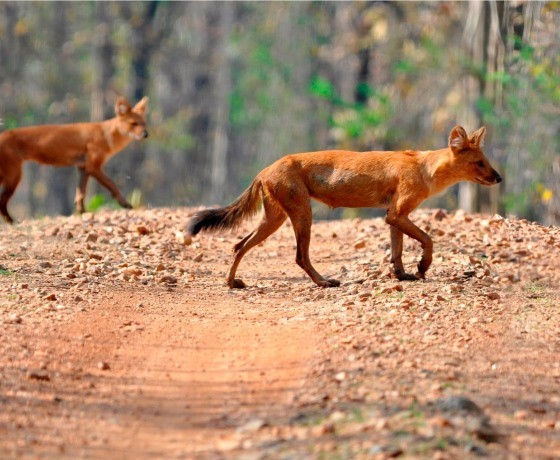 Madhya Pradesh